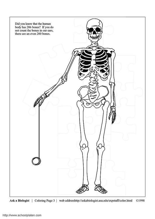 Malvorlage: Skelett (Figuren) #147456 - Kostenlose Malvorlagen zum Ausdrucken