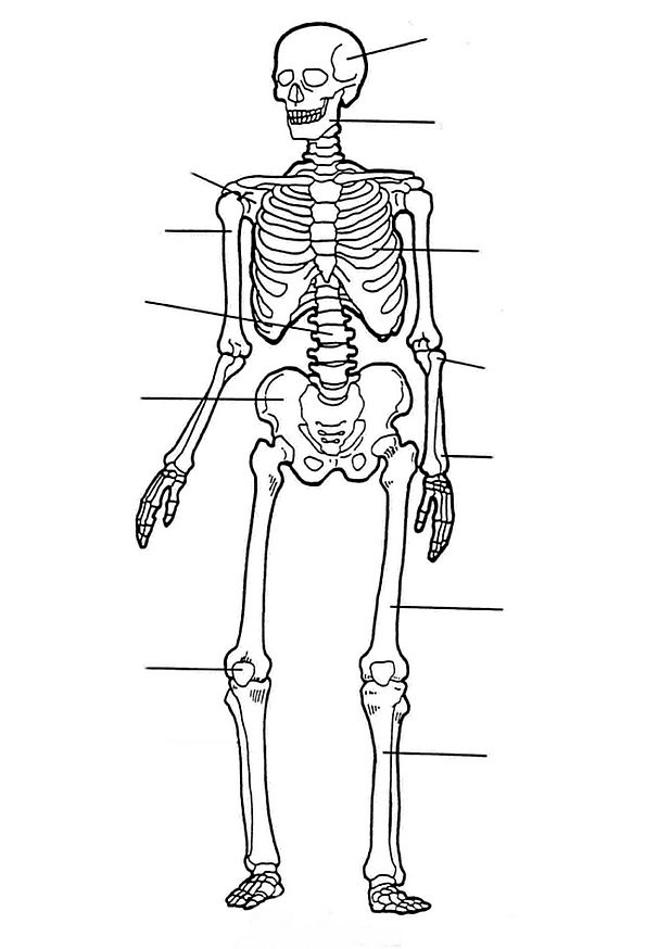 Malvorlage: Skelett (Figuren) #147522 - Kostenlose Malvorlagen zum Ausdrucken
