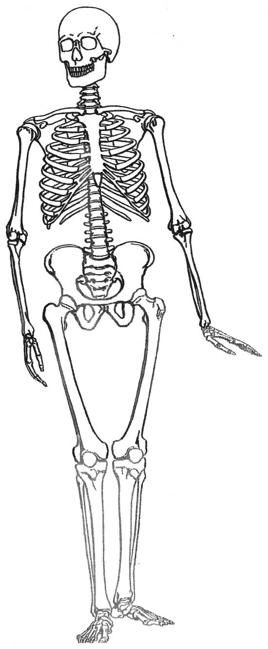 Malvorlage: Skelett (Figuren) #147528 - Kostenlose Malvorlagen zum Ausdrucken