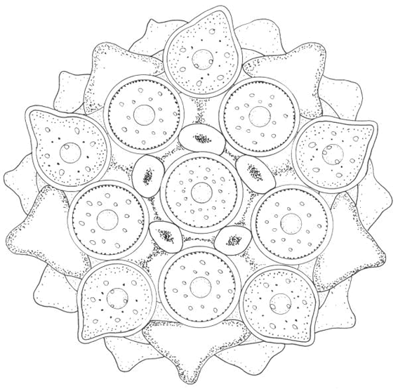 Malvorlage: Stern Mandalas (Mandalas) #117952 - Kostenlose Malvorlagen zum Ausdrucken