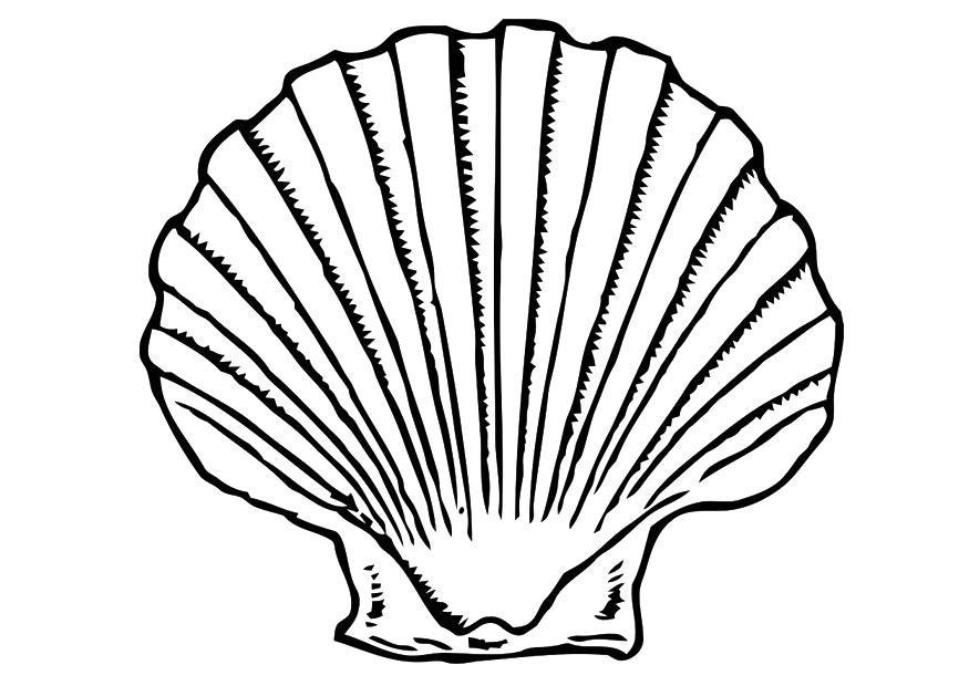 Malvorlage: Muschel (Natur und Jahreszeiten) #163157 - Kostenlose Malvorlagen zum Ausdrucken