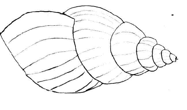 Malvorlage: Muschel (Natur und Jahreszeiten) #163220 - Kostenlose Malvorlagen zum Ausdrucken