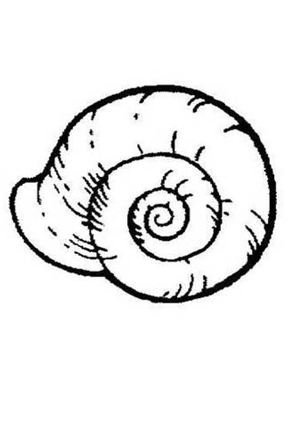 Malvorlage: Muschel (Natur und Jahreszeiten) #163234 - Kostenlose Malvorlagen zum Ausdrucken