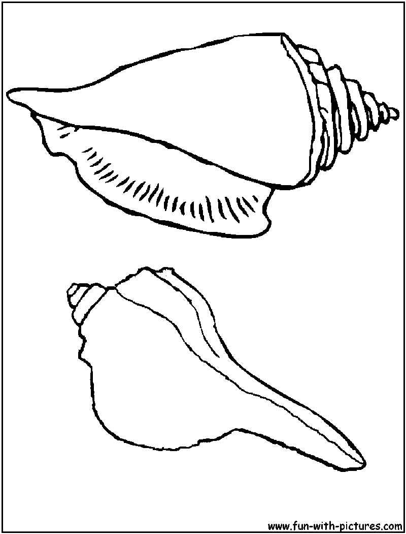 Malvorlage: Muschel (Natur und Jahreszeiten) #163273 - Kostenlose Malvorlagen zum Ausdrucken