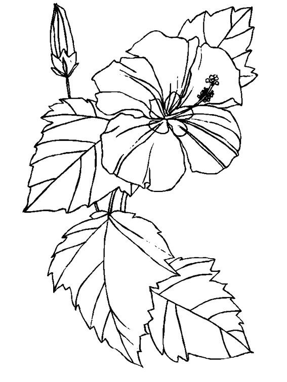 Malvorlage: Blumen (Natur) #155056 - Kostenlose Malvorlagen zum Ausdrucken