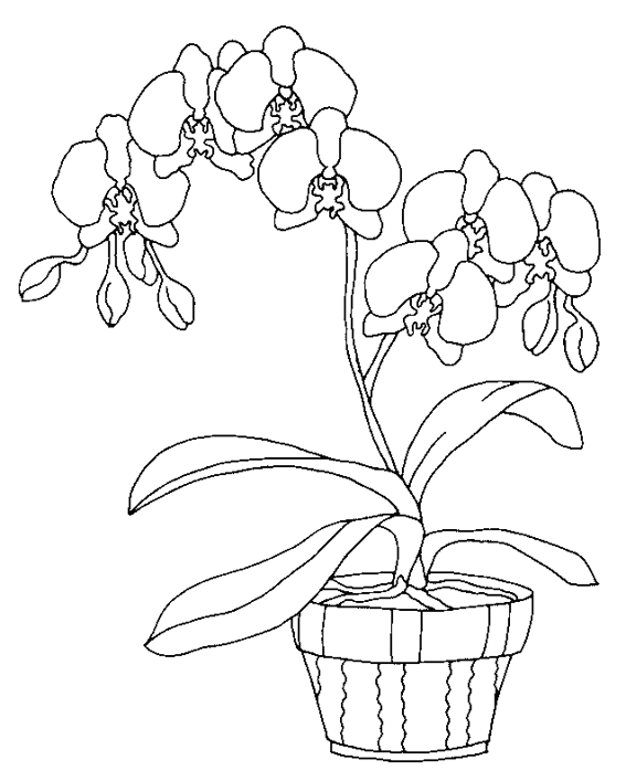 Malvorlage: Blumen (Natur) #155091 - Kostenlose Malvorlagen zum Ausdrucken