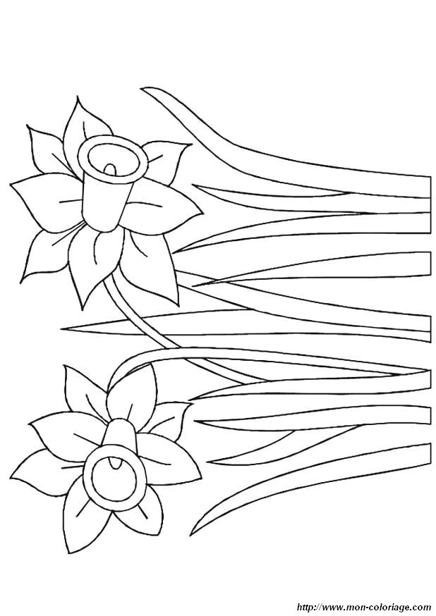 Malvorlage: Blumen (Natur) #155217 - Kostenlose Malvorlagen zum Ausdrucken