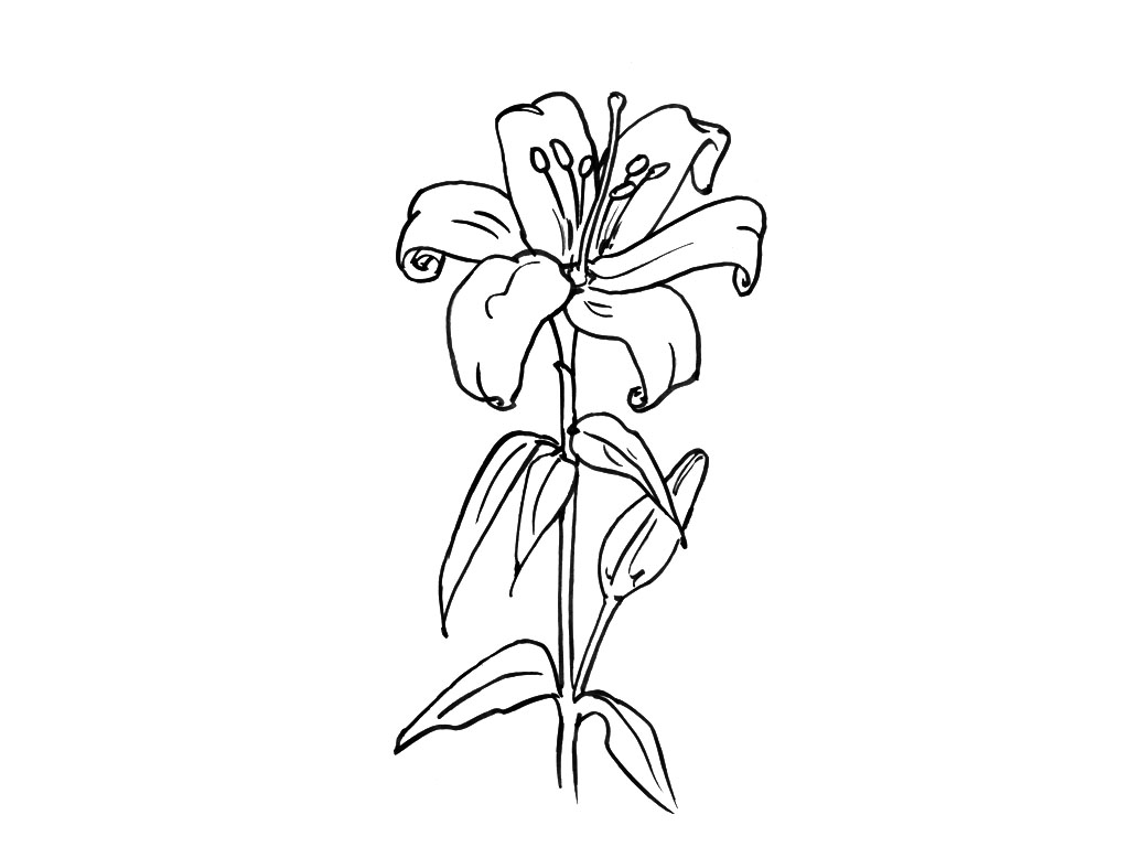 Malvorlage: Blumen (Natur) #155259 - Kostenlose Malvorlagen zum Ausdrucken