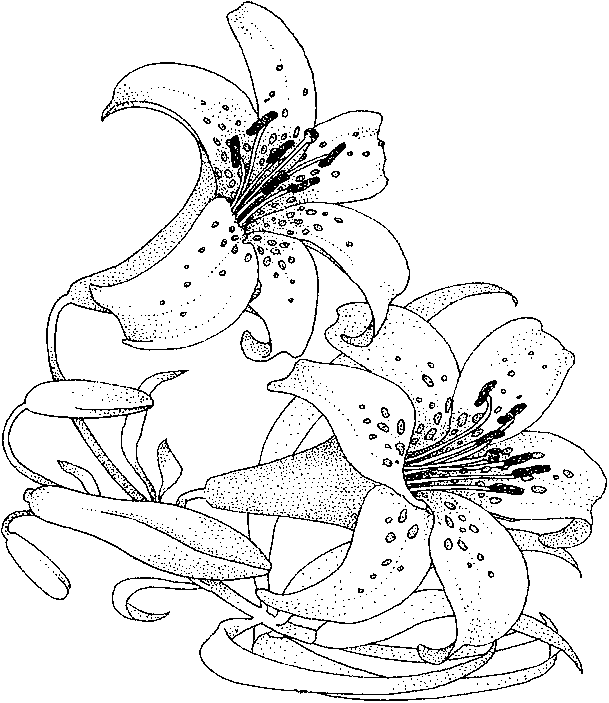 Malvorlage: Blumenstrauß (Natur) #160834 - Kostenlose Malvorlagen zum Ausdrucken