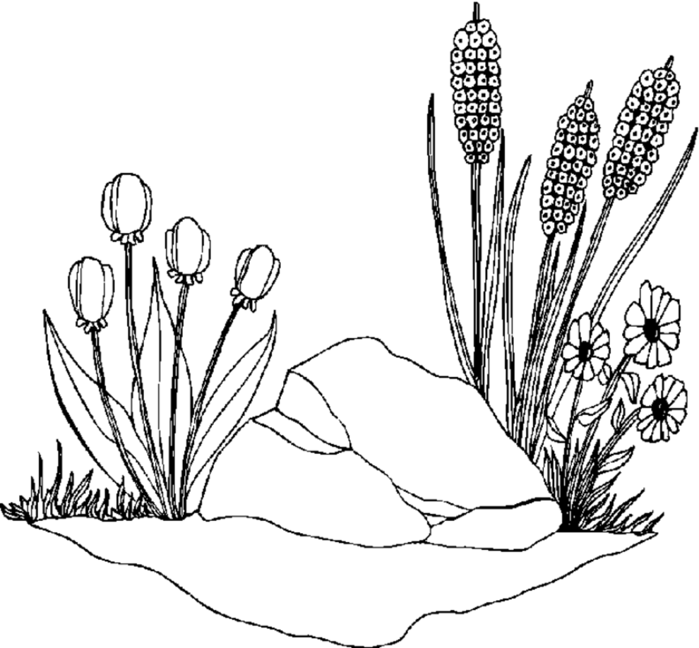 Malvorlage: Frühling (Natur) #165054 - Kostenlose Malvorlagen zum Ausdrucken