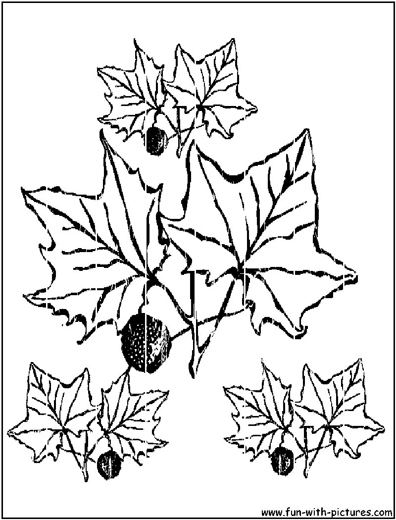 Malvorlage: Herbstsaison (Natur) #164271 - Kostenlose Malvorlagen zum Ausdrucken