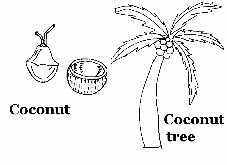 Malvorlage: Kokosnussbaum (Natur) #162365 - Kostenlose Malvorlagen zum Ausdrucken