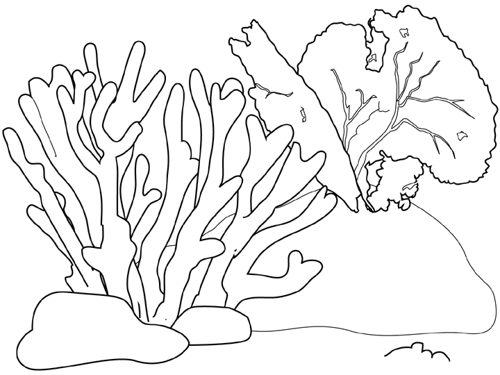 Malvorlage: Koralle (Natur) #162779 - Kostenlose Malvorlagen zum Ausdrucken