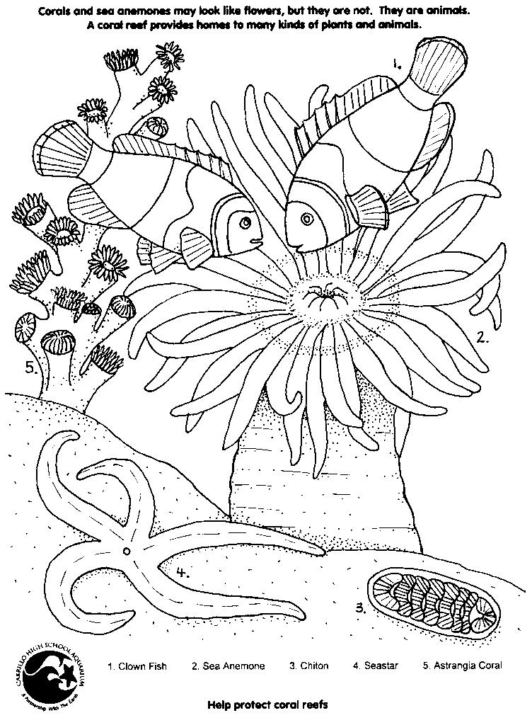 Malvorlage: Koralle (Natur) #162901 - Kostenlose Malvorlagen zum Ausdrucken