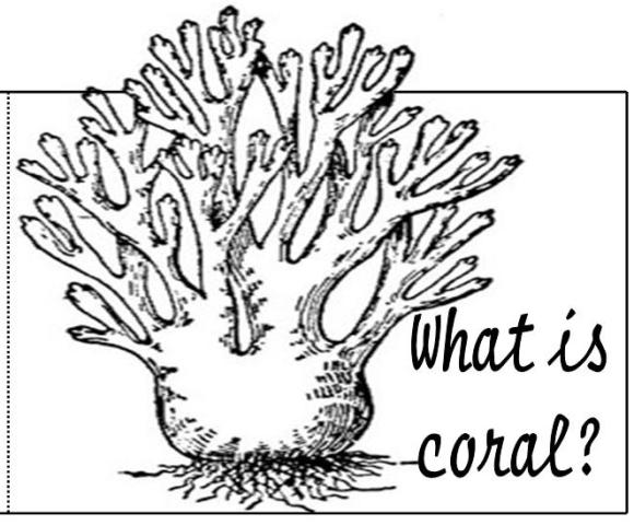 Malvorlage: Koralle (Natur) #162907 - Kostenlose Malvorlagen zum Ausdrucken
