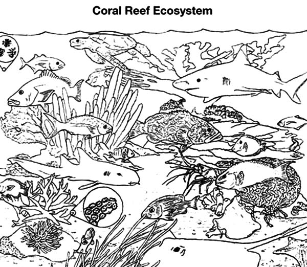 Malvorlage: Koralle (Natur) #163088 - Kostenlose Malvorlagen zum Ausdrucken