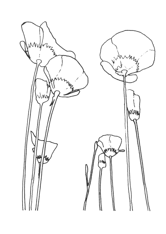 Malvorlage: Mohn (Natur) #162448 - Kostenlose Malvorlagen zum Ausdrucken