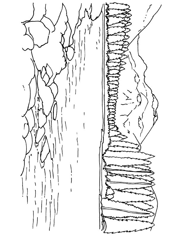 Malvorlage: See (Natur) #166242 - Kostenlose Malvorlagen zum Ausdrucken