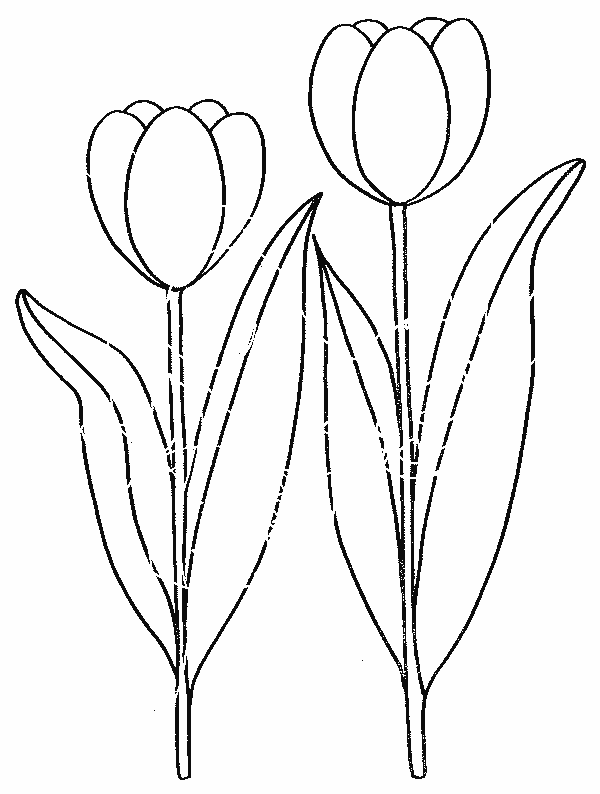Malvorlage: Tulpe (Natur) #161614 - Kostenlose Malvorlagen zum Ausdrucken