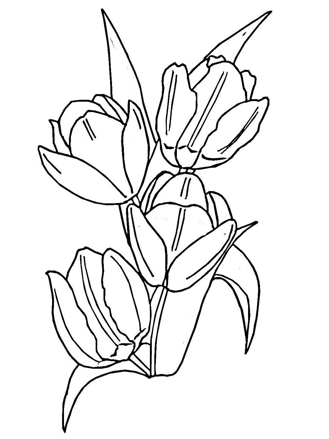 Malvorlage: Tulpe (Natur) #161636 - Kostenlose Malvorlagen zum Ausdrucken
