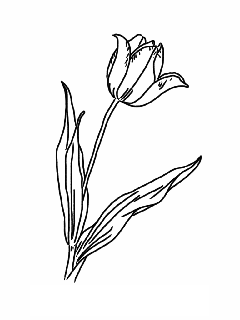 Malvorlage: Tulpe (Natur) #161641 - Kostenlose Malvorlagen zum Ausdrucken