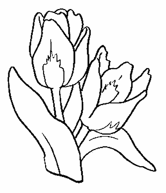 Malvorlage: Tulpe (Natur) #161648 - Kostenlose Malvorlagen zum Ausdrucken