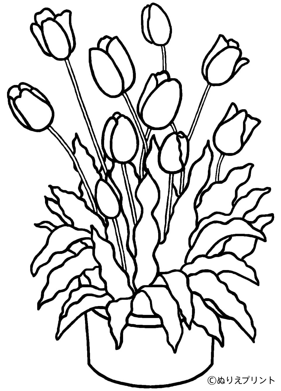 Malvorlage: Tulpe (Natur) #161649 - Kostenlose Malvorlagen zum Ausdrucken