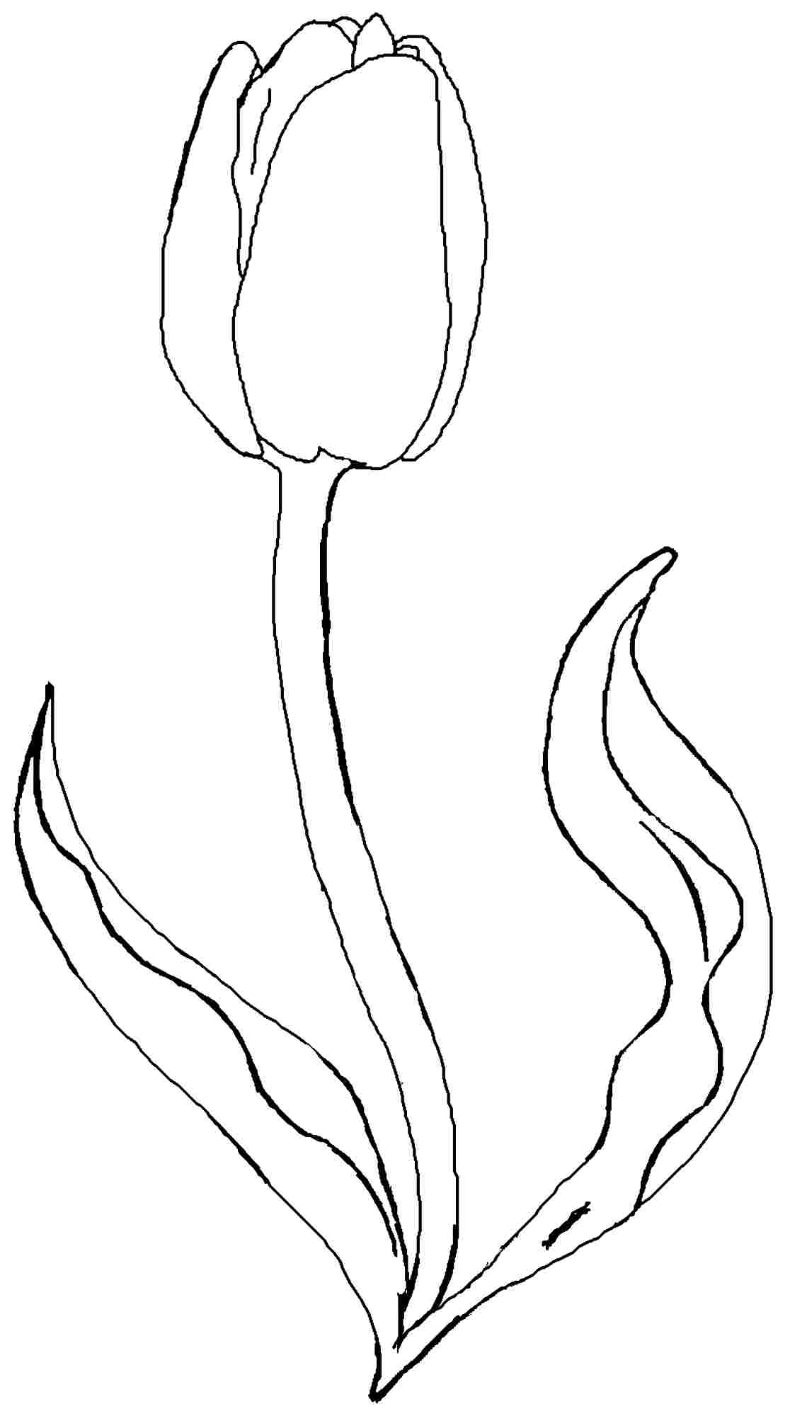 Malvorlage: Tulpe (Natur) #161651 - Kostenlose Malvorlagen zum Ausdrucken