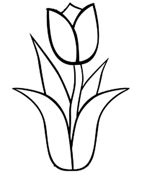 Malvorlage: Tulpe (Natur) #161652 - Kostenlose Malvorlagen zum Ausdrucken