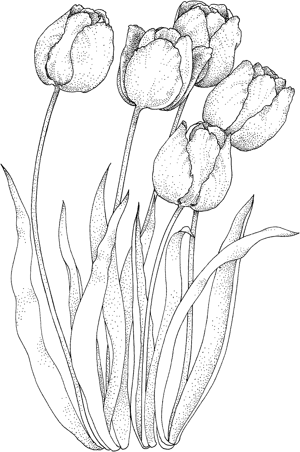 Malvorlage: Tulpe (Natur) #161658 - Kostenlose Malvorlagen zum Ausdrucken
