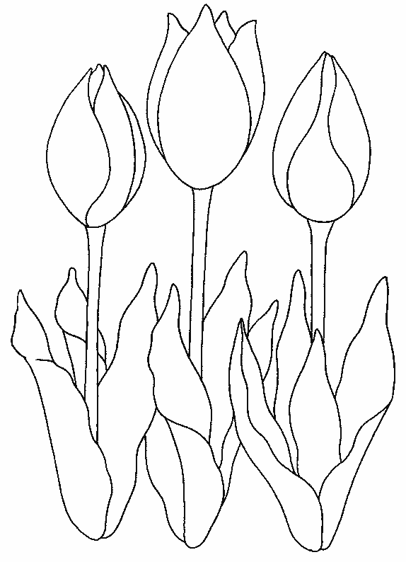 Malvorlage: Tulpe (Natur) #161674 - Kostenlose Malvorlagen zum Ausdrucken