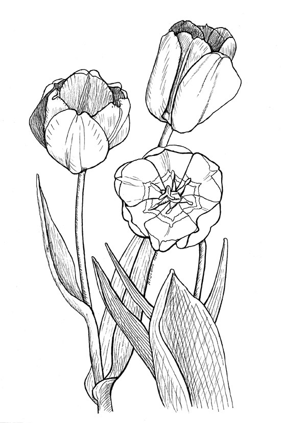 Malvorlage: Tulpe (Natur) #161692 - Kostenlose Malvorlagen zum Ausdrucken