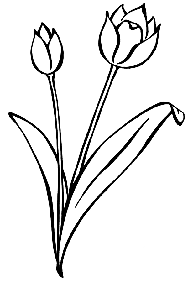 Malvorlage: Tulpe (Natur) #161697 - Kostenlose Malvorlagen zum Ausdrucken