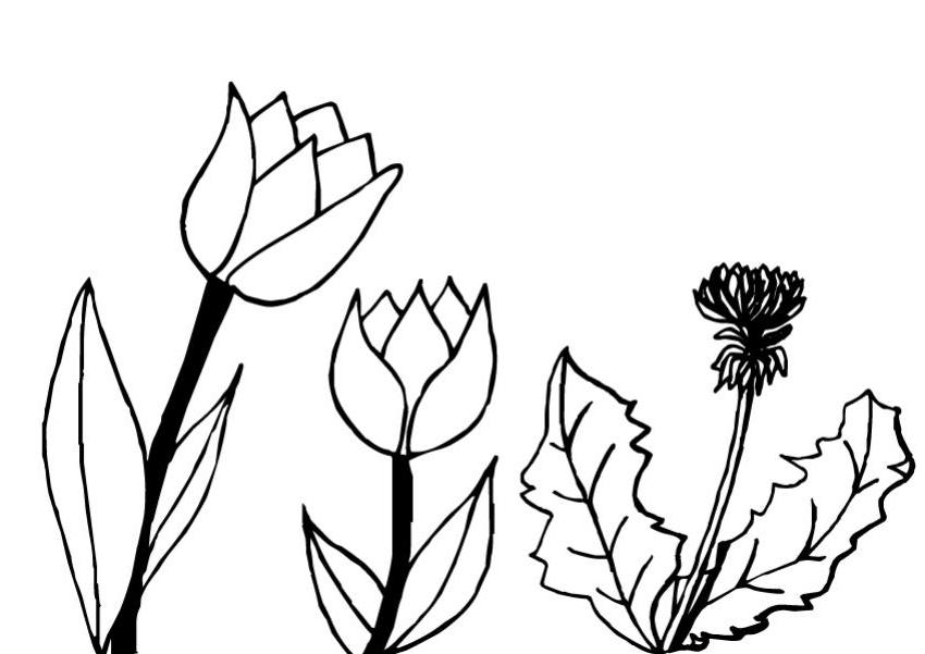 Malvorlage: Tulpe (Natur) #161713 - Kostenlose Malvorlagen zum Ausdrucken
