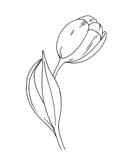 Malvorlage: Tulpe (Natur) #161732 - Kostenlose Malvorlagen zum Ausdrucken