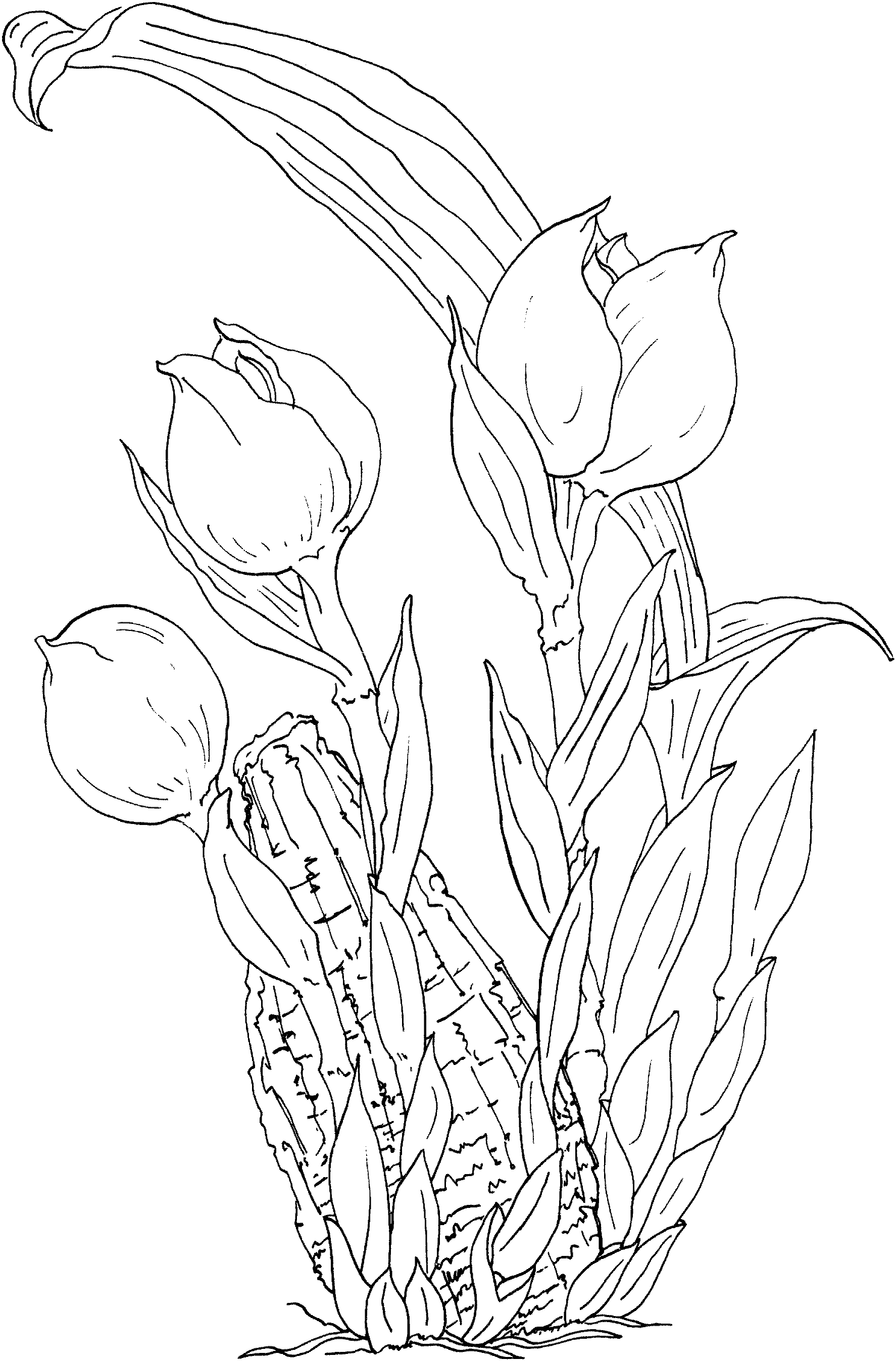 Malvorlage: Tulpe (Natur) #161737 - Kostenlose Malvorlagen zum Ausdrucken