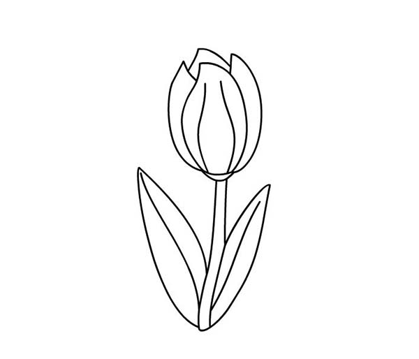 Malvorlage: Tulpe (Natur) #161767 - Kostenlose Malvorlagen zum Ausdrucken
