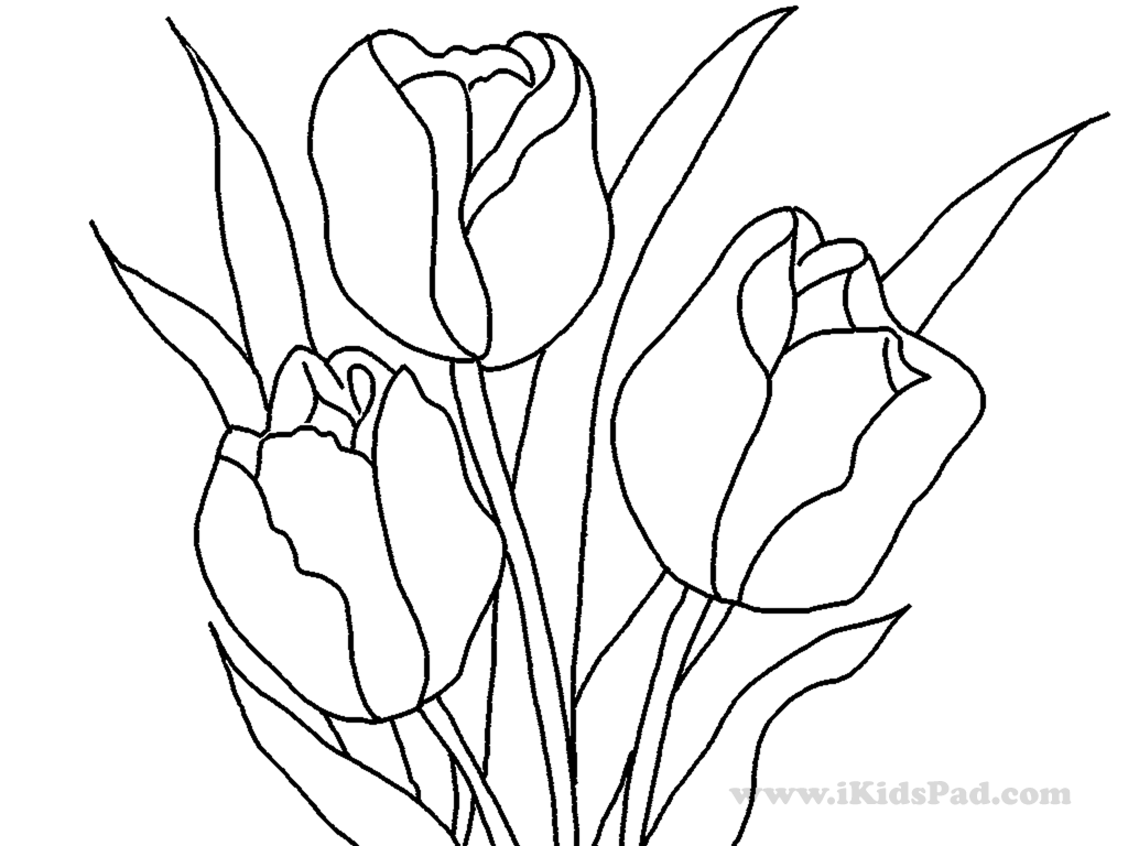 Malvorlage: Tulpe (Natur) #161768 - Kostenlose Malvorlagen zum Ausdrucken