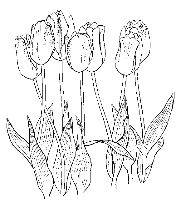 Malvorlage: Tulpe (Natur) #161776 - Kostenlose Malvorlagen zum Ausdrucken