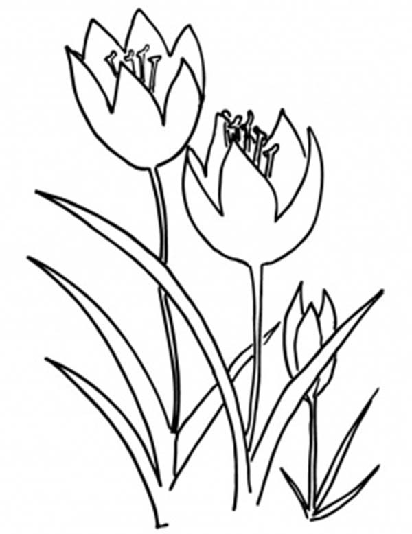 Malvorlage: Tulpe (Natur) #161785 - Kostenlose Malvorlagen zum Ausdrucken