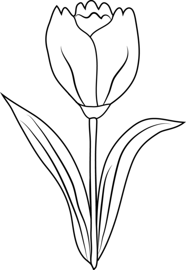 Malvorlage: Tulpe (Natur) #161793 - Kostenlose Malvorlagen zum Ausdrucken