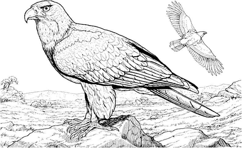 Malvorlage: Adler (Tiere) #283 - Kostenlose Malvorlagen zum Ausdrucken