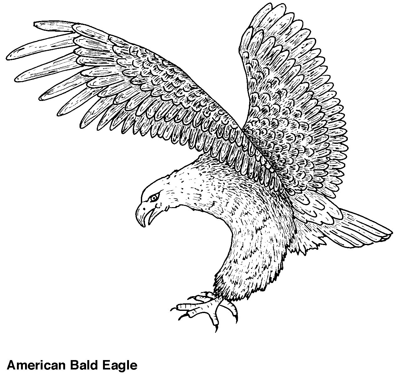 Malvorlage: Adler (Tiere) #285 - Kostenlose Malvorlagen zum Ausdrucken