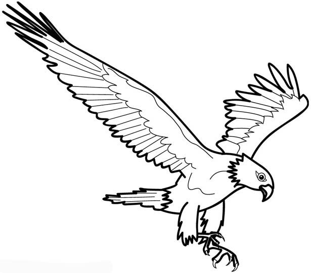 Malvorlage: Adler (Tiere) #294 - Kostenlose Malvorlagen zum Ausdrucken