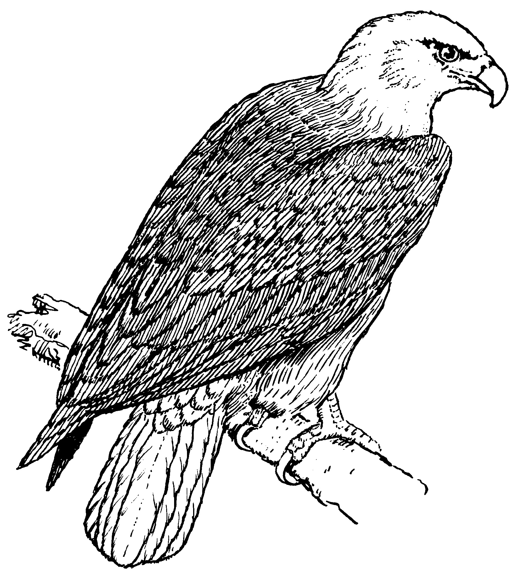 Malvorlage: Adler (Tiere) #298 - Kostenlose Malvorlagen zum Ausdrucken