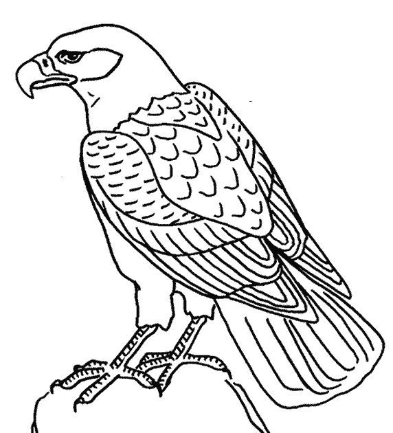 Malvorlage: Adler (Tiere) #302 - Kostenlose Malvorlagen zum Ausdrucken