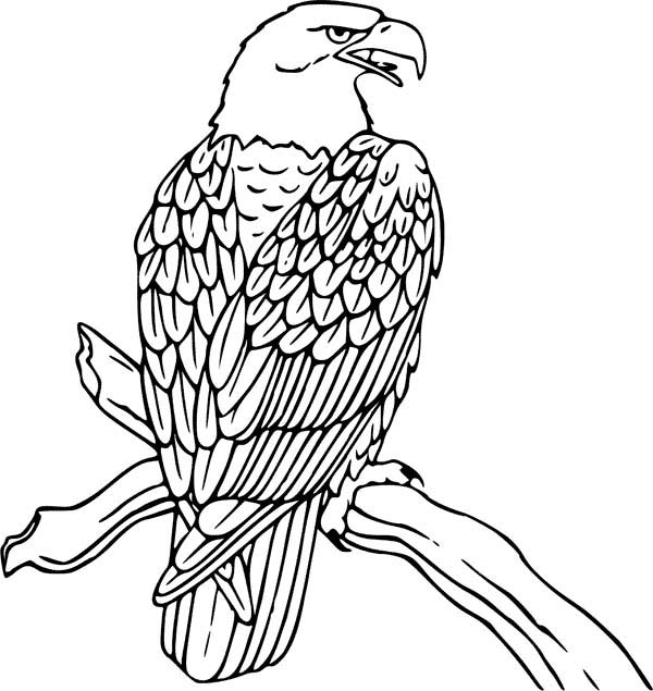 Malvorlage: Adler (Tiere) #308 - Kostenlose Malvorlagen zum Ausdrucken