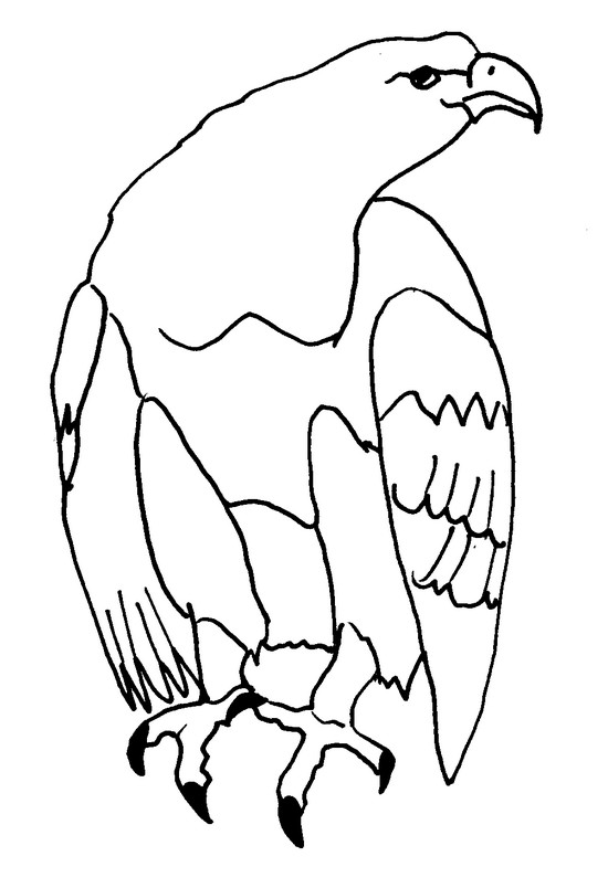 Malvorlage: Adler (Tiere) #316 - Kostenlose Malvorlagen zum Ausdrucken