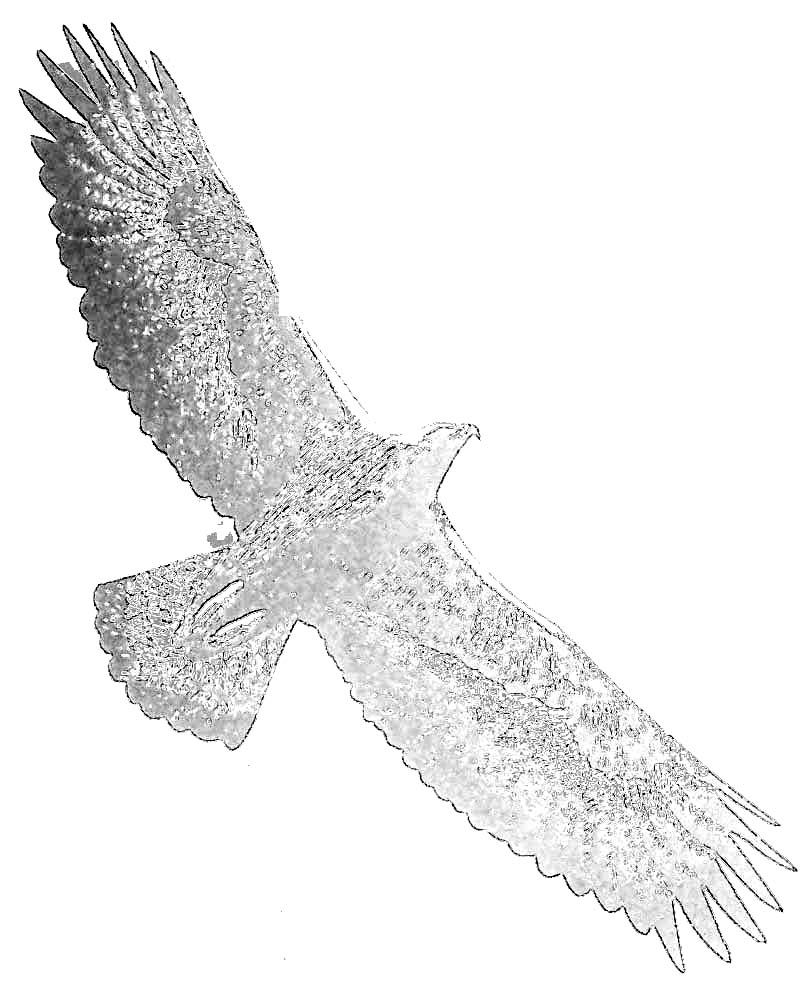 Malvorlage: Adler (Tiere) #321 - Kostenlose Malvorlagen zum Ausdrucken