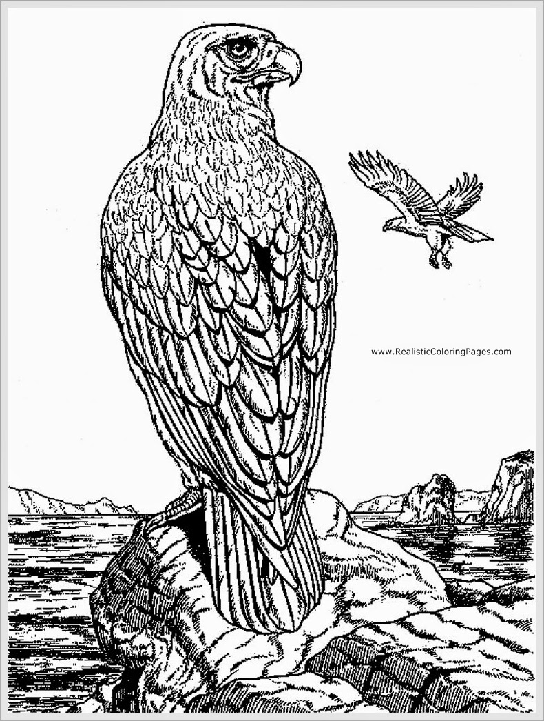 Malvorlage: Adler (Tiere) #324 - Kostenlose Malvorlagen zum Ausdrucken